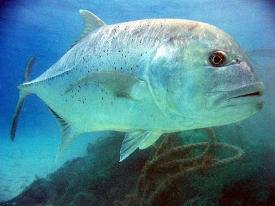 Jenis Ikan Kuwe dan Gambarnya Beserta Klasifikasinya Jenis Ikan Kuwe dan Gambarnya Beserta Klasifikasinya