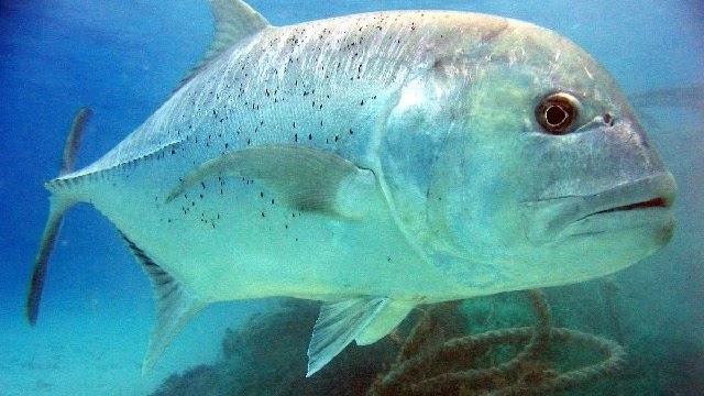 Jenis Ikan Kuwe Dan Gambarnya Beserta Klasifikasinya