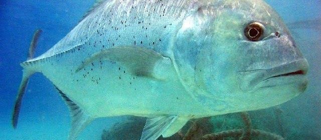 Jenis Ikan Kuwe dan Gambarnya Beserta Klasifikasinya