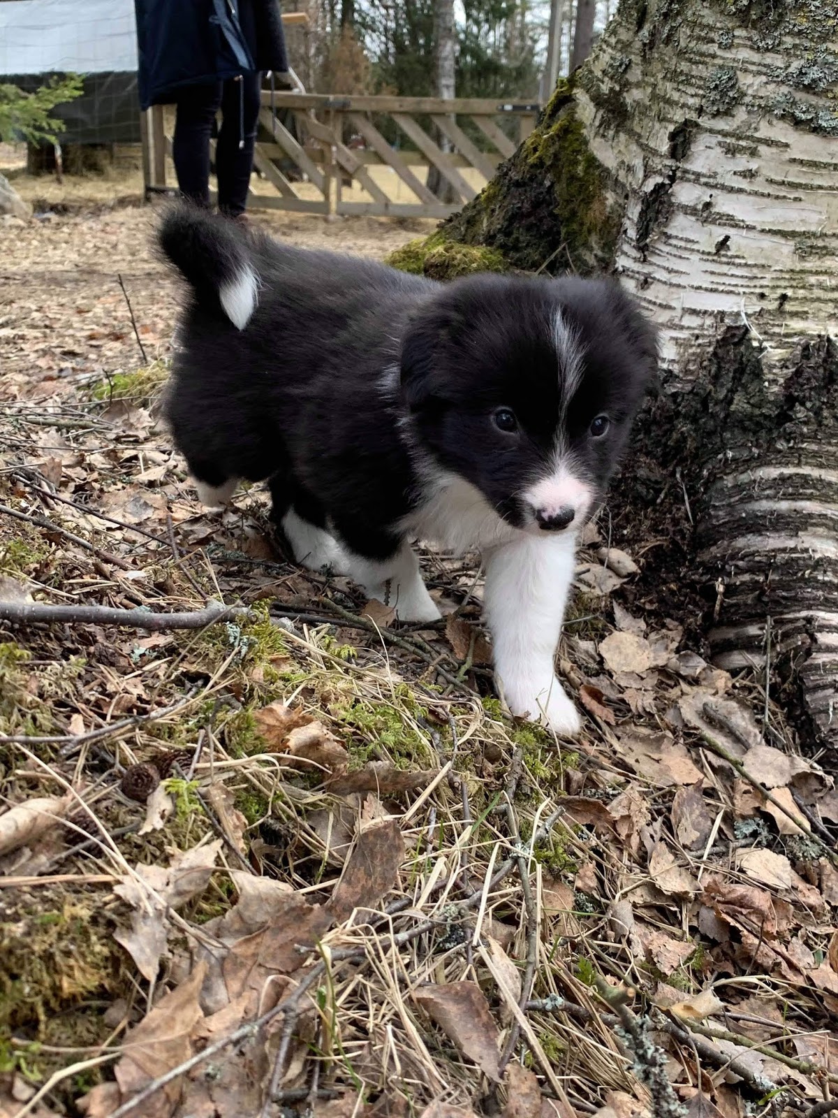 Hentai koko porno elokuvaa