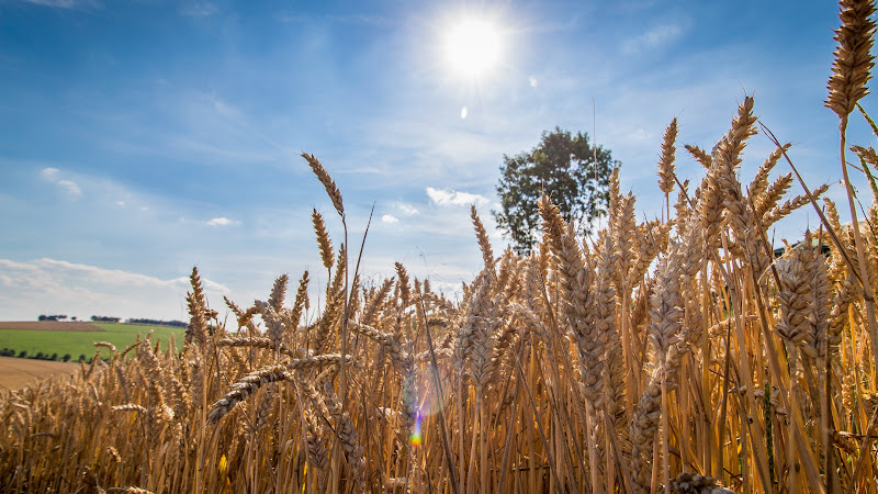 Inside the Wheat Field