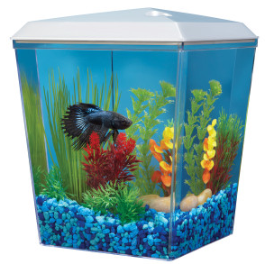 Model Akuarium Modern Untuk Ikan Cupang Hias Dunia Akuarium
