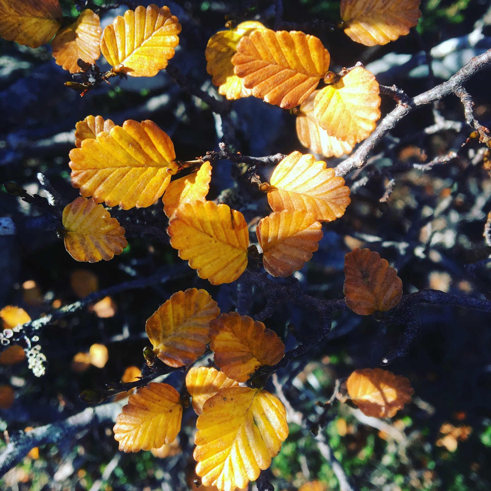 Huon View: Finally, fagus