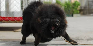 Dog named Tibetian Mustaf, whose price is in crores