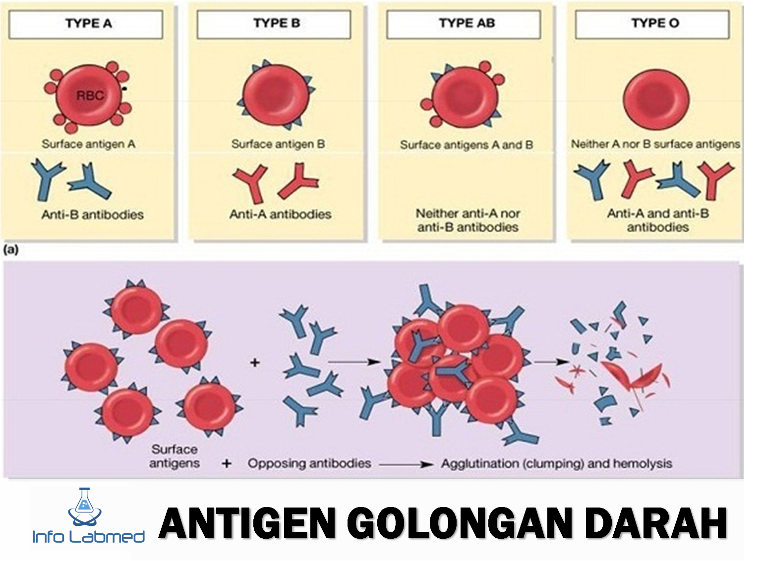 Антигены первой группы. Антигены крови. Антигены групп крови. Свертывание крови и группы крови. Группы крови изображение.