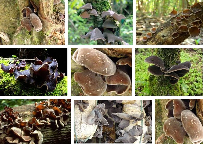 Jamur yang memiliki ciriciri yang mirip seperti jamur merang tetapi beracun nama spesiesnya