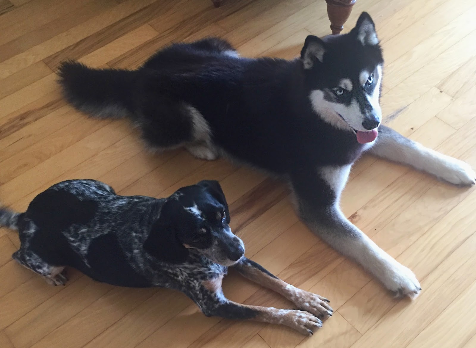 Everything you need to know about moving your dogs to Germany PART 2