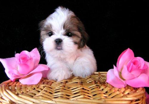 shih tzu pictures cute puppies | high Resolution dog photos |nice wall