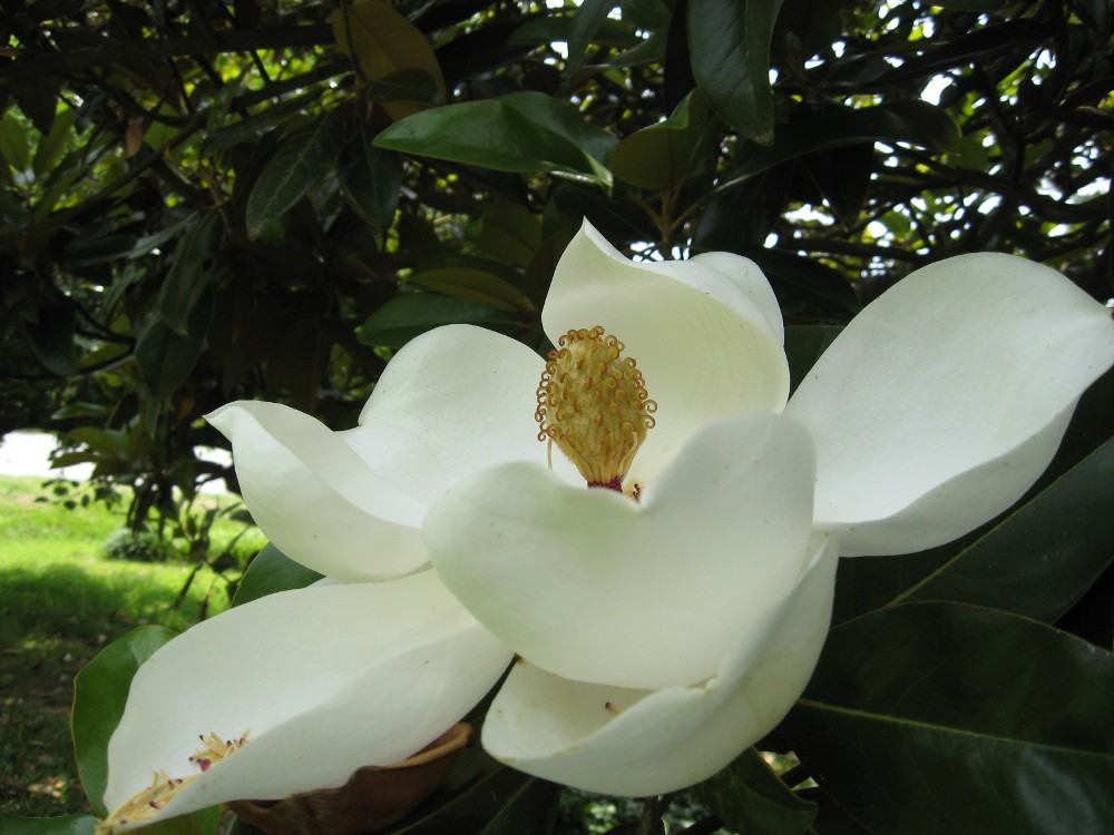 Enjoying Nature In Pendleton South Carolina Beautiful Magnolia Blossoms