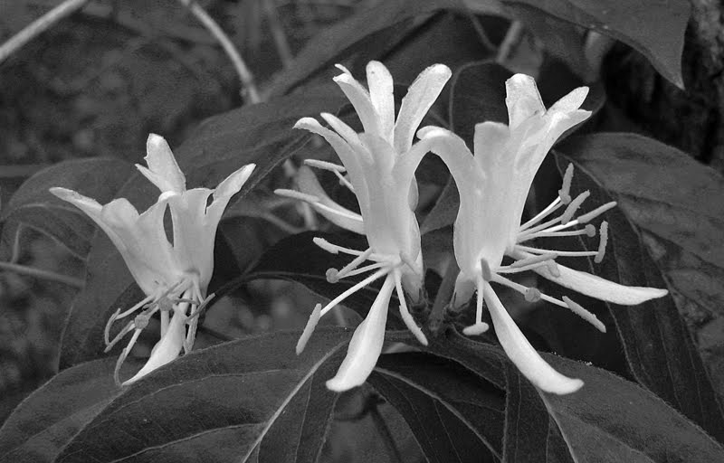 Roy's World May Flowers in Black & White