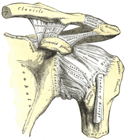 Coracoclavicular ligament Wikipedia - coracoclavicular ligament