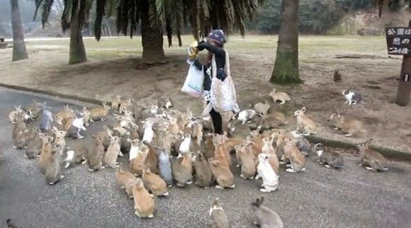 Pulau Okunoshima Surganya Kelinci Di Jepang
