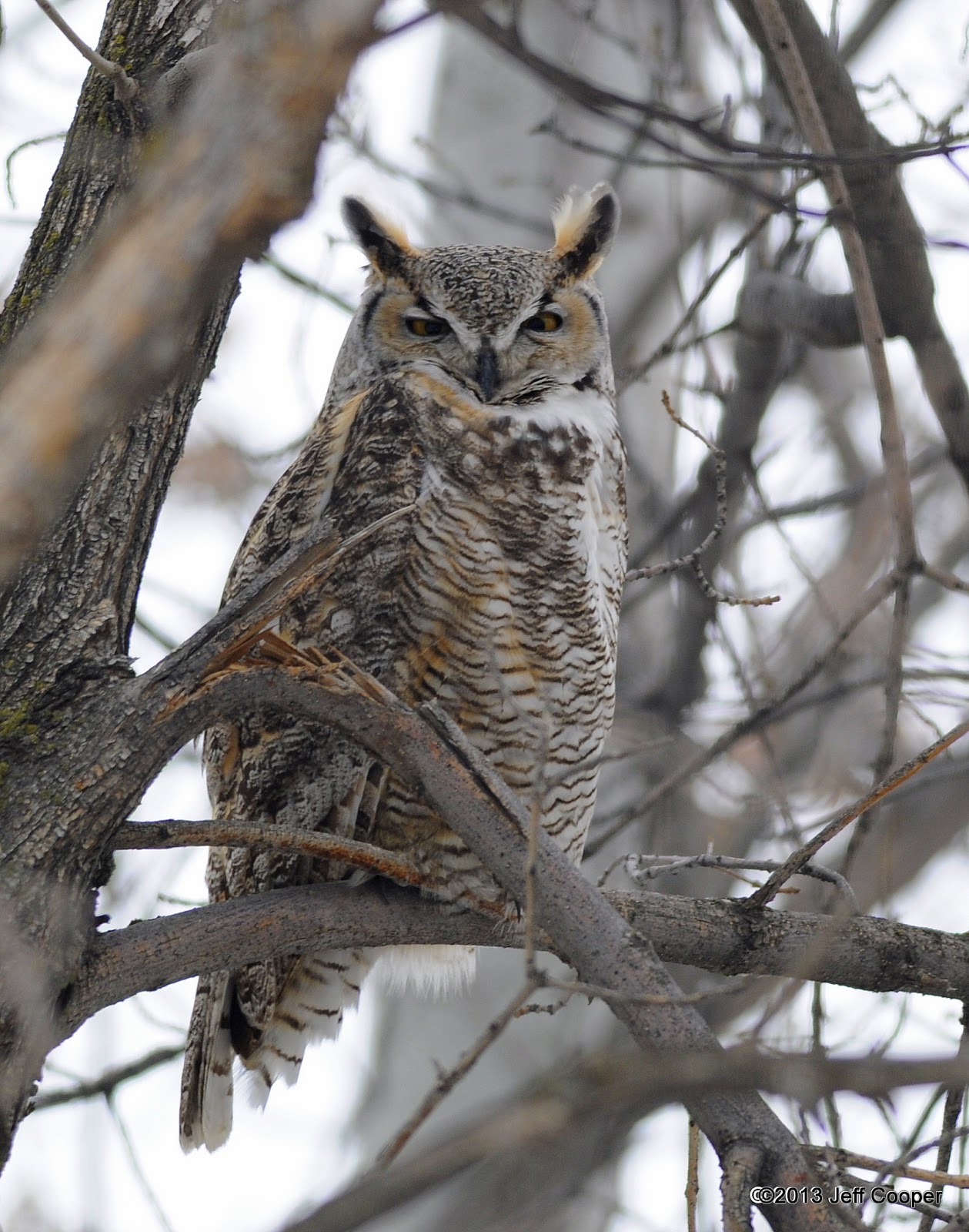 NeoVista Birds and Wildlife Great Horned Owls Heating Up In Frozen Utah