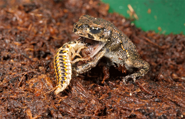larva escarabajo devora vivo depredador