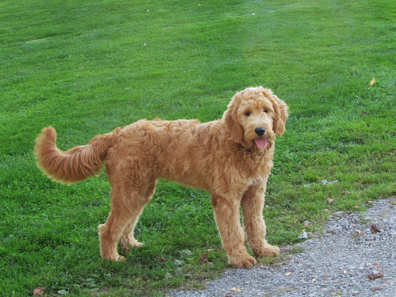 toodles-doodles-golden-doodles-and-irish-doodles-upcoming-litters