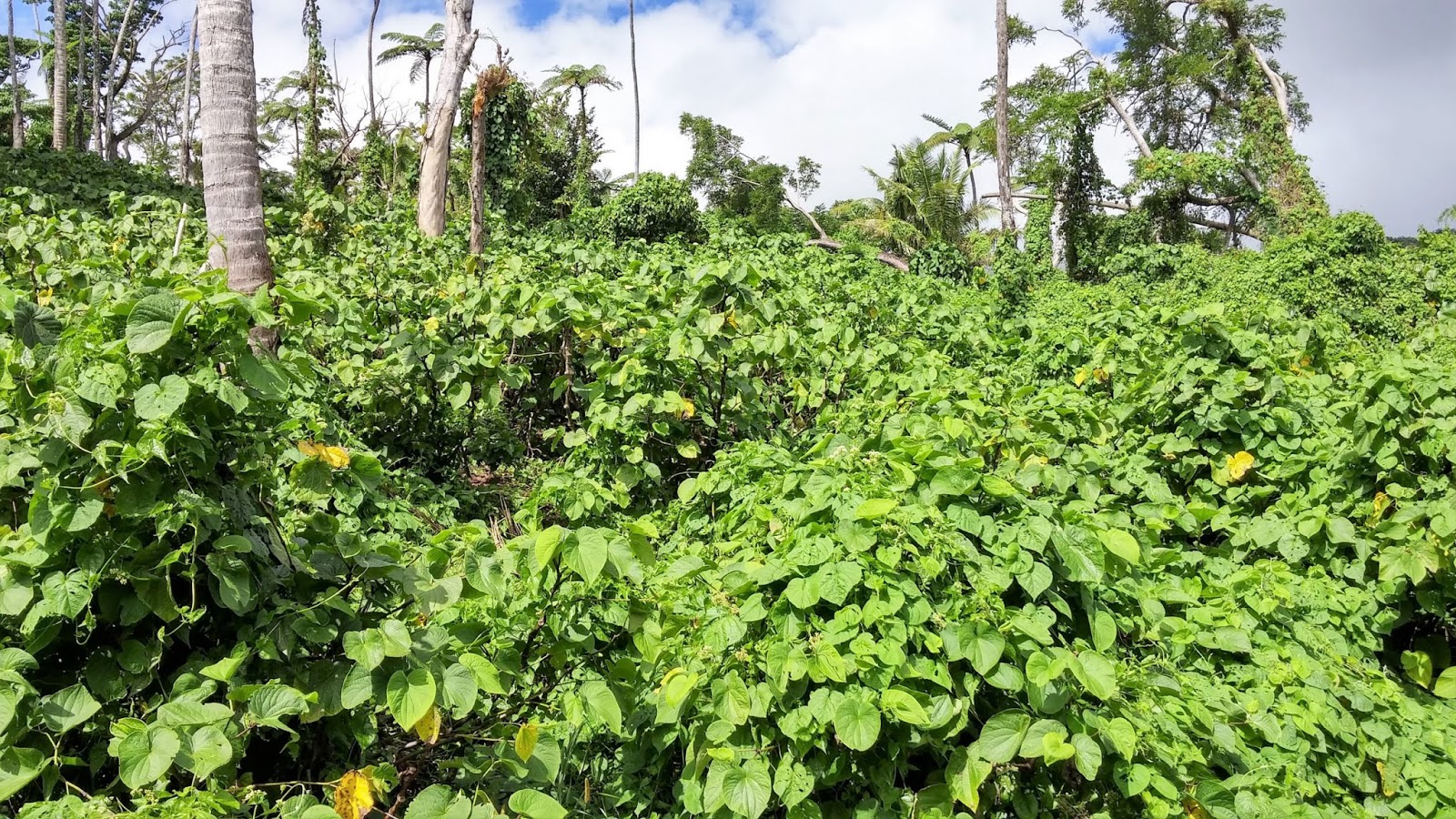 KAVA KAVA (PIPER METHYSTICUM FORST) Agrapana Go Export