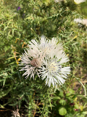 Galactites, probably a white version of G. tormentosa. Galactites, probably a white version of G. tormentosa.
