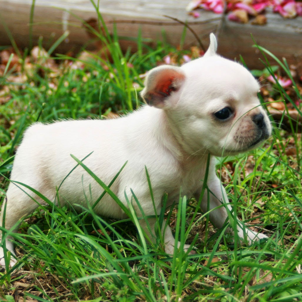 Rules of the Jungle French bulldog puppy