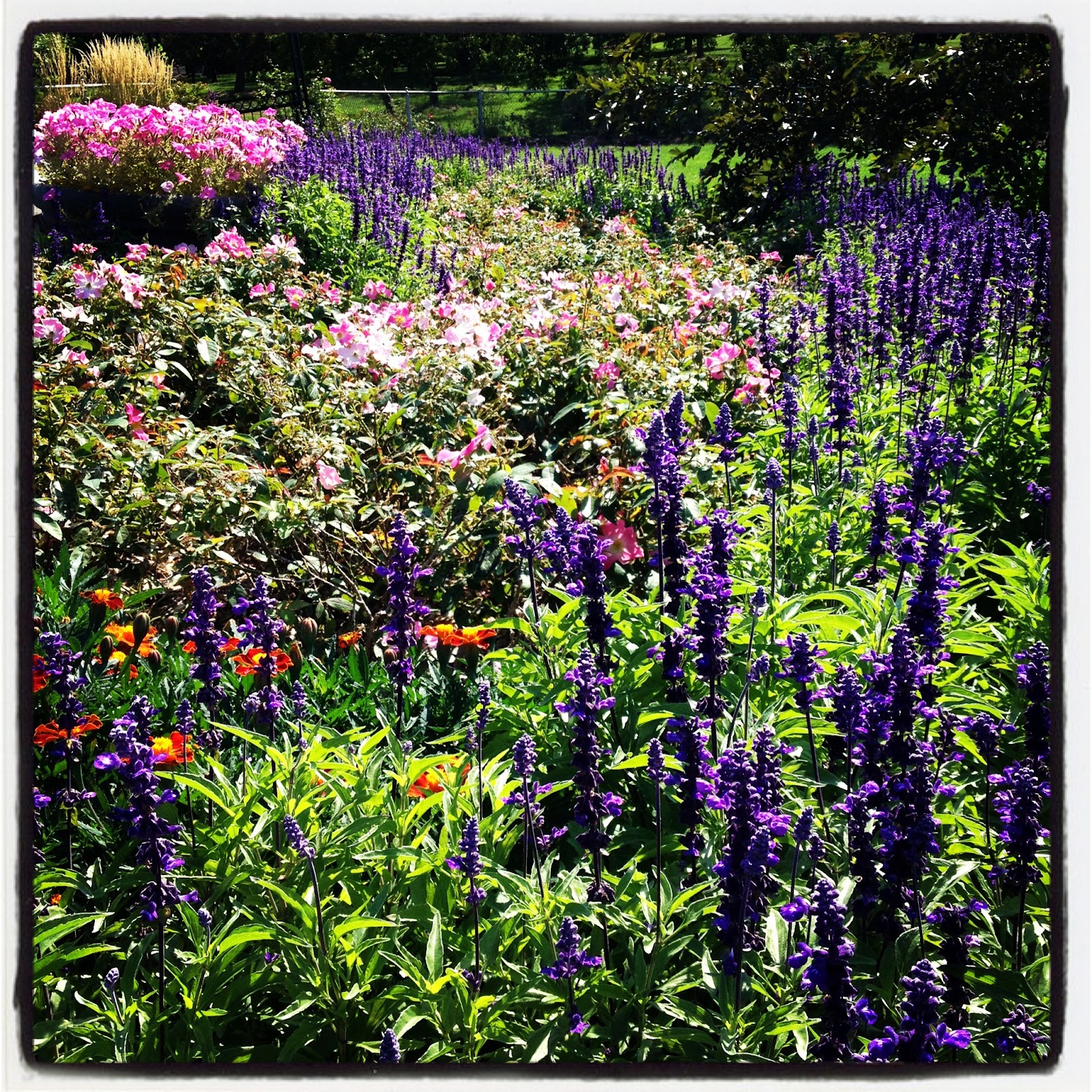 my-minneapolis-lake-harriet-rose-garden