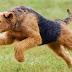 Airedale Terrier Lifespan Facts