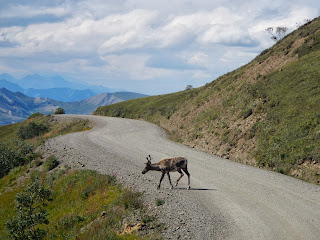 Caribou in Denali National Park