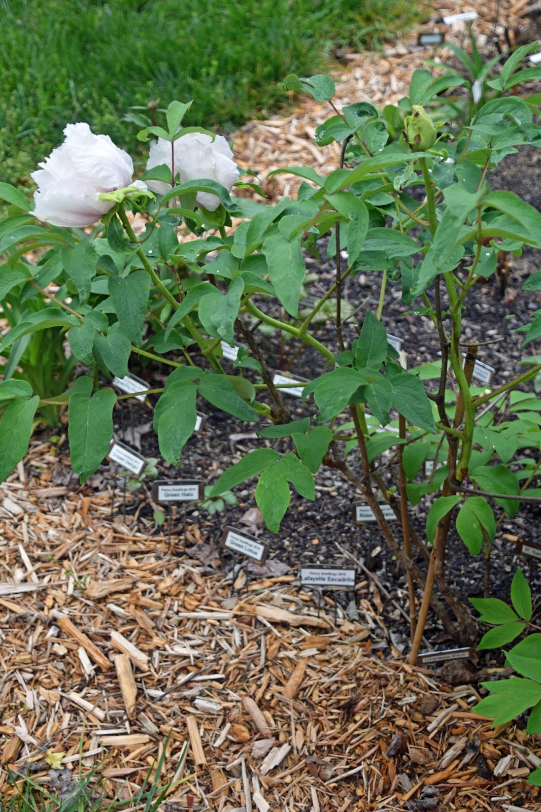 Southern Peony: 2015 Intersectional Peony Seeds 'Lafayette Escadrille