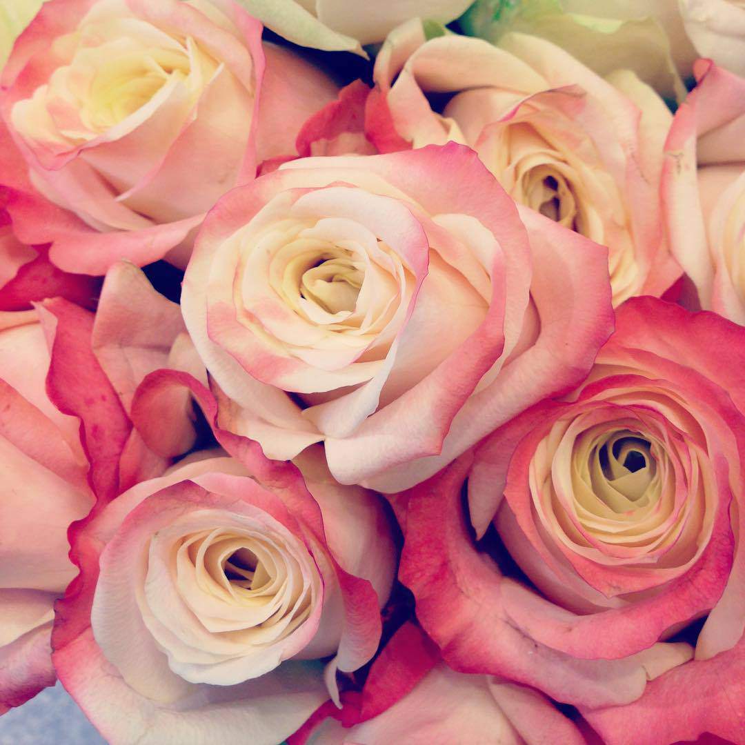 40 Gambar Bunga Rose Untuk Wallpaper Ponsel 40 Gambar Bunga Rose Untuk Wallpaper Ponsel