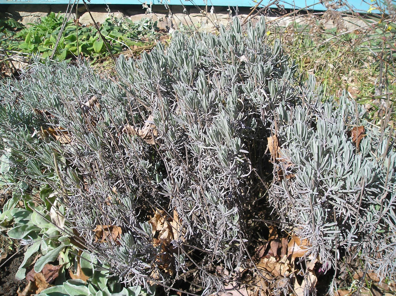 Lavender Bush In Winter