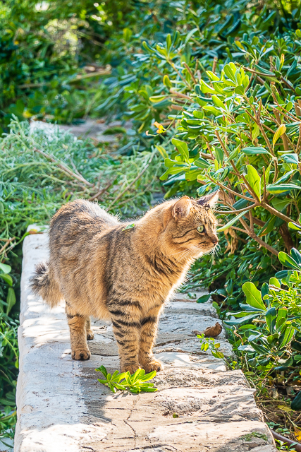 Cats of Greece - cats are commonplace in Greece. They are well taken care of by the community and very friendly. You can even pet them if you wish! Here are some of the cats we found in Poros, Epidavros, Náfplio, and Hydra. #cats #travel #greece #europe Cats of Greece - cats are commonplace in Greece. They are well taken care of by the community and very friendly. You can even pet them if you wish! Here are some of the cats we found in Poros, Epidavros, Náfplio, and Hydra. #cats #travel #greece #europe