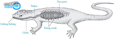 sistem pernapasan pada reptil