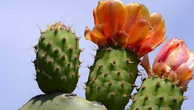 Extraordinary Benefits of Cactus For Beauty Skin