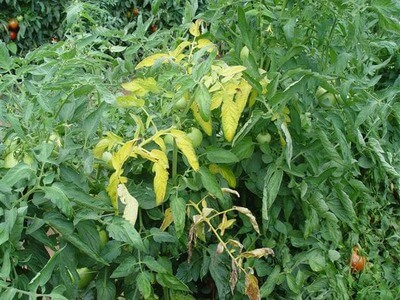 Ugonjwa-wa-mnyauko-fusari-wa-nyanya Majani-ya-nyanya-yaliyogeuka-rangi-kutokana-na-mnyauko-fusari