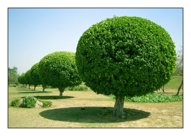appunti novalis 50 Most Beautiful Trees from Around the World 14/25