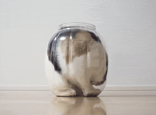 kucing bergerak dalam wadah kaca