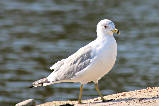 Gull