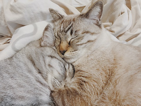 抱き合ってお昼寝