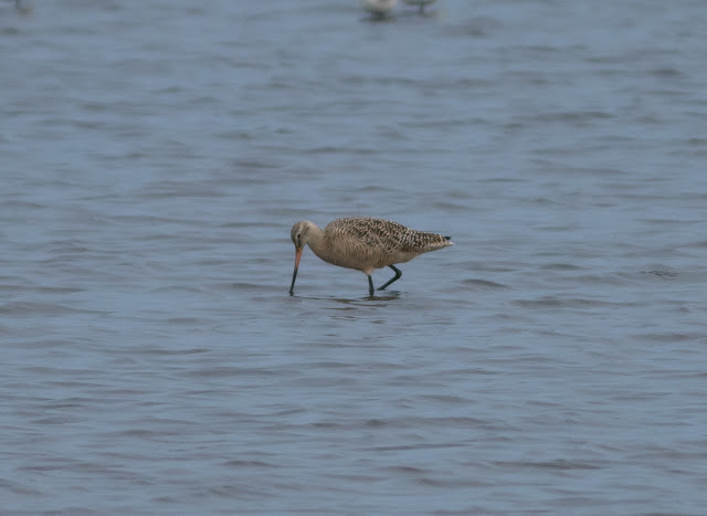 Marbled Godwit - Merritt Island, Florida Marbled Godwit - Merritt Island, Florida