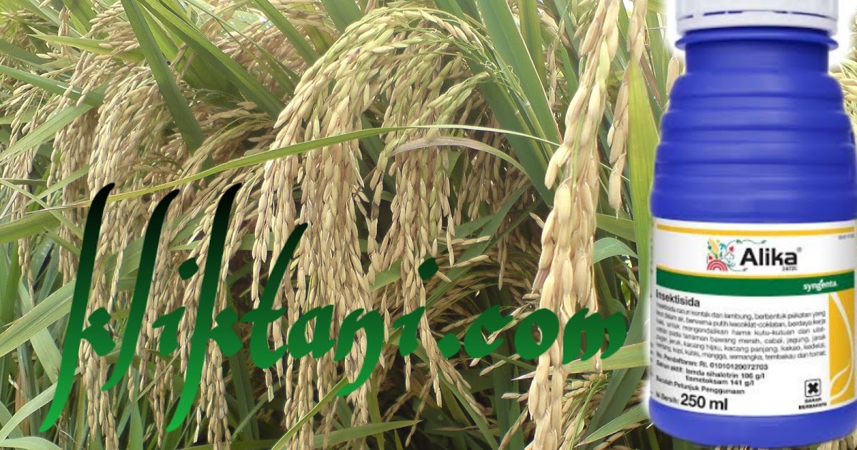 Fungsi Insektisida Alika Pada Tanaman Padi Cabai Tomat Kubis Kopi Dan Lain Lain Kliktani Com
