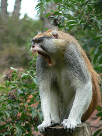 Image result for images of upset howler monkeys