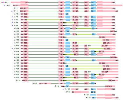 Splice Variants Reveal Connections >> Sandwalk Are Splice Variants Functional Or Noise Splice Variants Reveal Connections >> Sandwalk Are Splice Variants Functional Or Noise