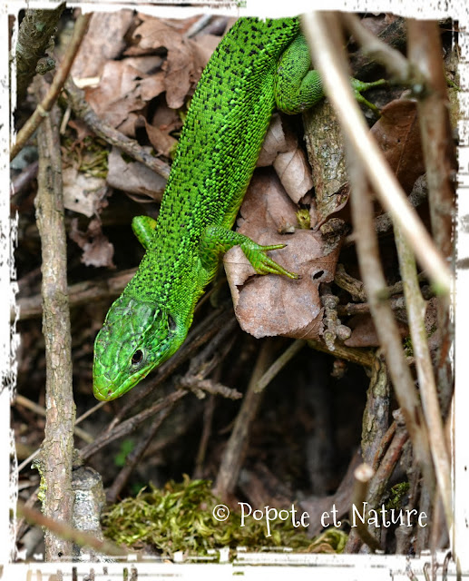 © Popote et Nature - lézard vert