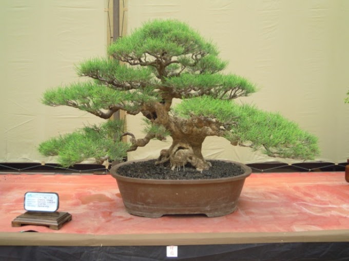 Cara Merawat Bonsai Cemara Untuk Pemula