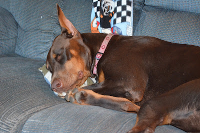 Sweet Dreams My Jenny Photo by Trisha Field