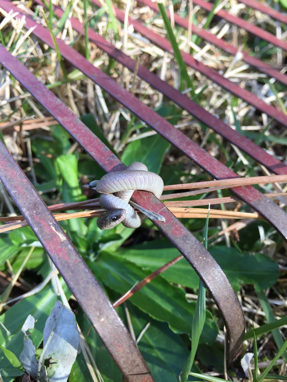 Using Georgia Native Plants: 2018