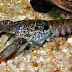 Procambarus Pubescens (Brushnose Crayfish)