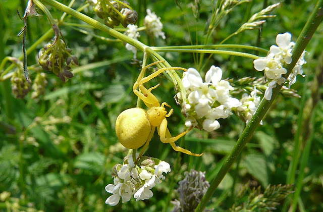 Pająk kwietnik, flower spider, Misumena vatia
