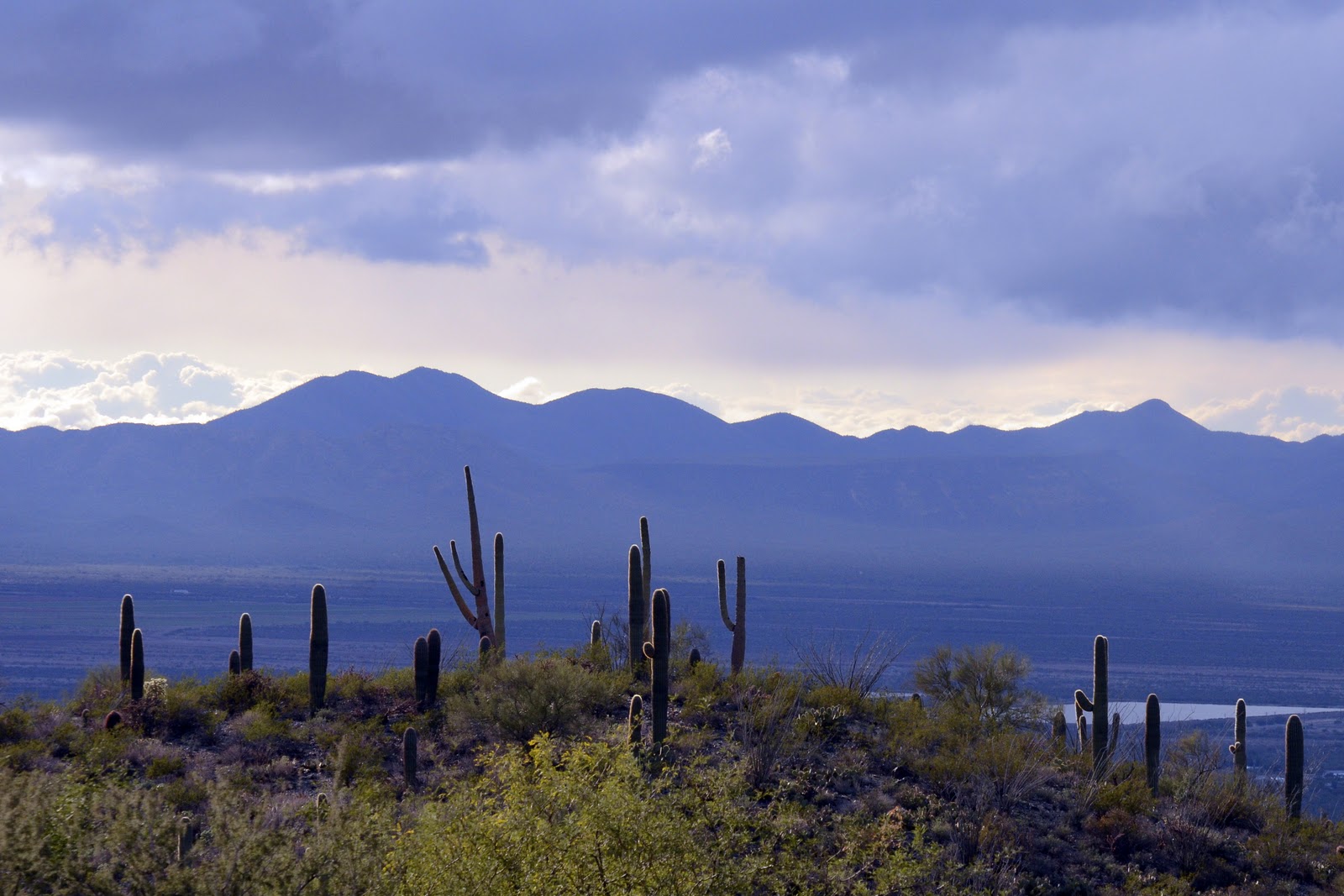 The Nature of Framingham Arizona Sonoran Desert Flora and Fauna