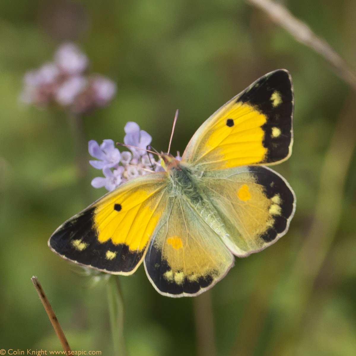 Postcards from Sussex: Clouded Yellow festival