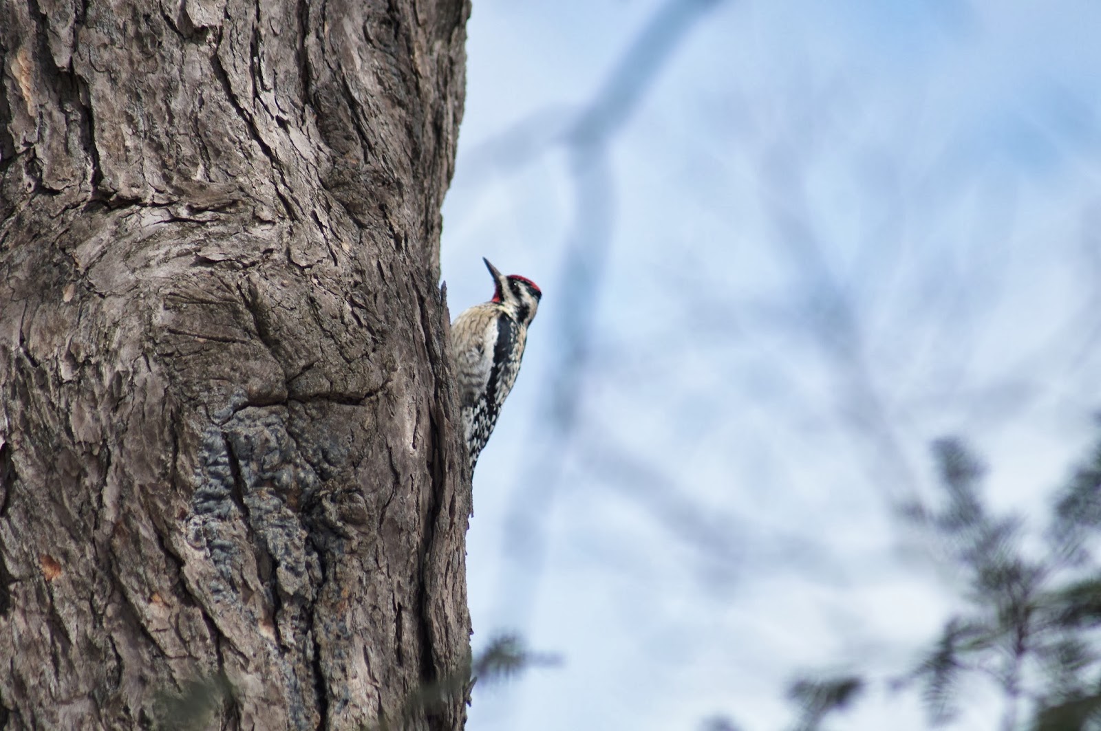 Things with Wings Winter Birding at Mt. Auburn Cemetery