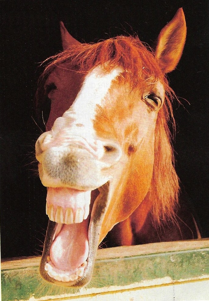 cavallo_ride.jpg